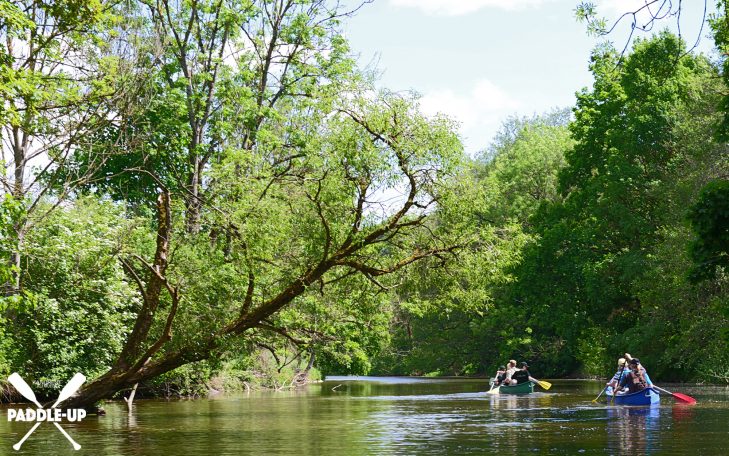 Zwei Kajakfahrer paddeln auf einem ruhigen Fluss, umgeben von grüner Natur.